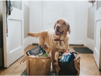 Pet dog with dog food